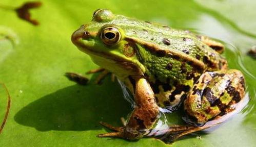 娱乐吃瓜酱青蛙