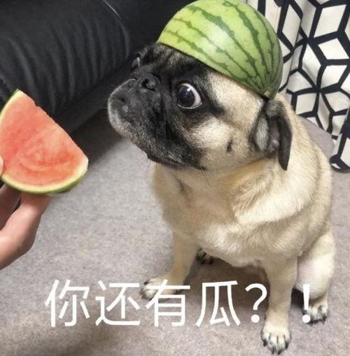 吃瓜比赛表情包,吃瓜比赛表情包盘点，笑料百出！